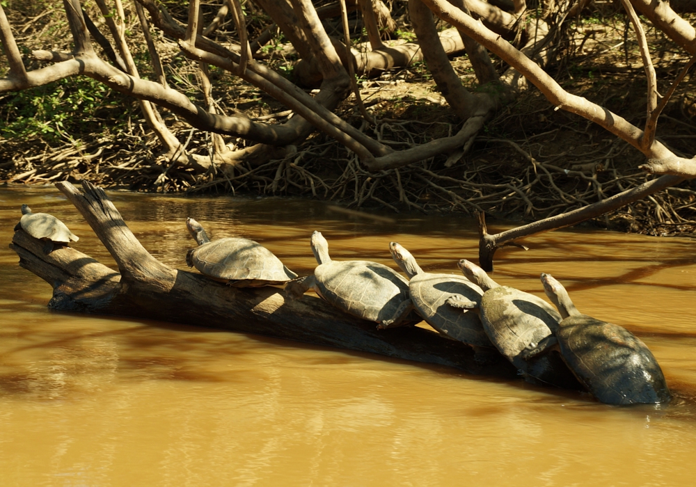 DAY 10 - MADIDI NATIONAL PARK