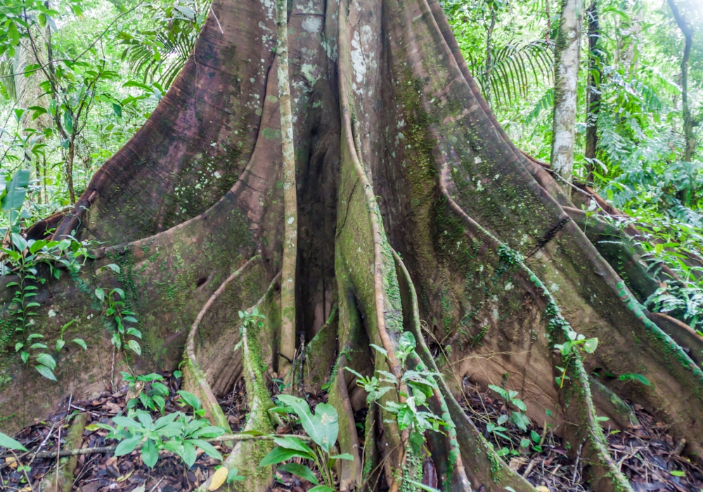 Day 10 - Madidi National Park