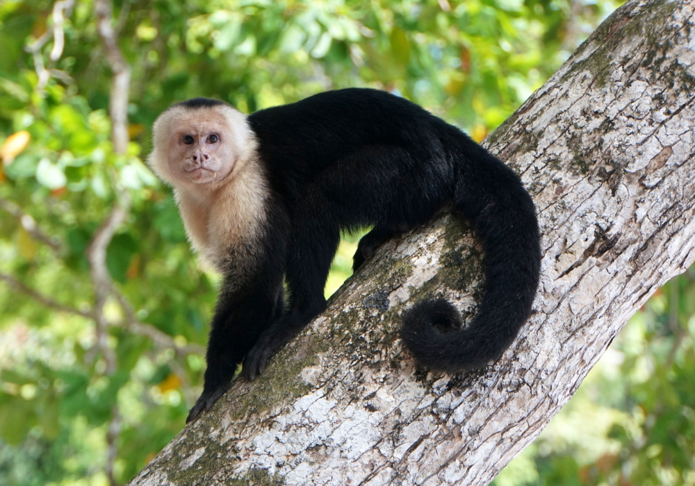 Day 10 - Manuel Antonio National Park