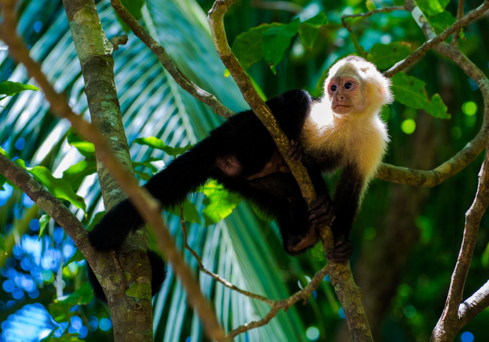 Day 10 - Manuel Antonio National Park