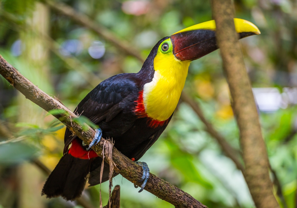 Day 10 - Manuel Antonio National Park