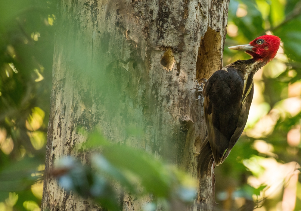 Day 10 -  Manuel Antonio National Park