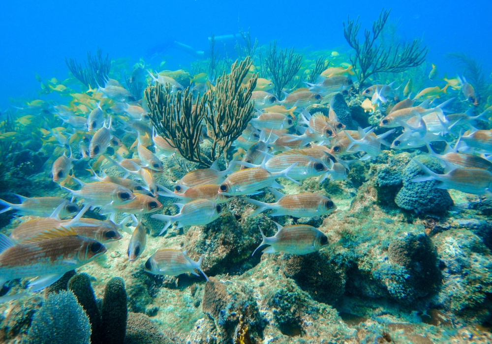 DAY 10 - Providencia Island