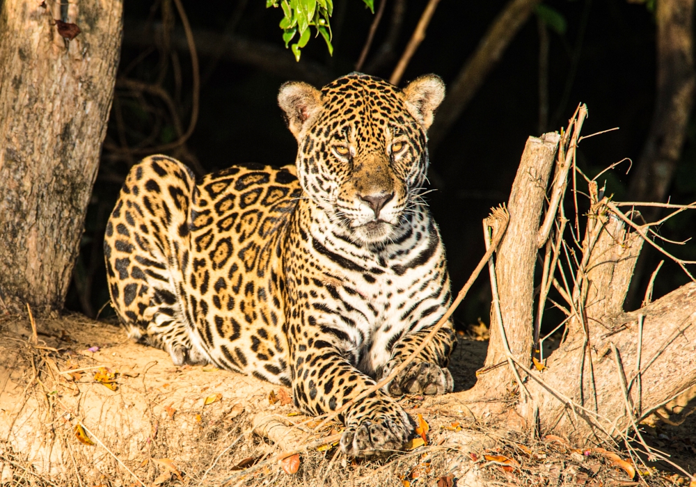 Day 11- Caiman Lodge