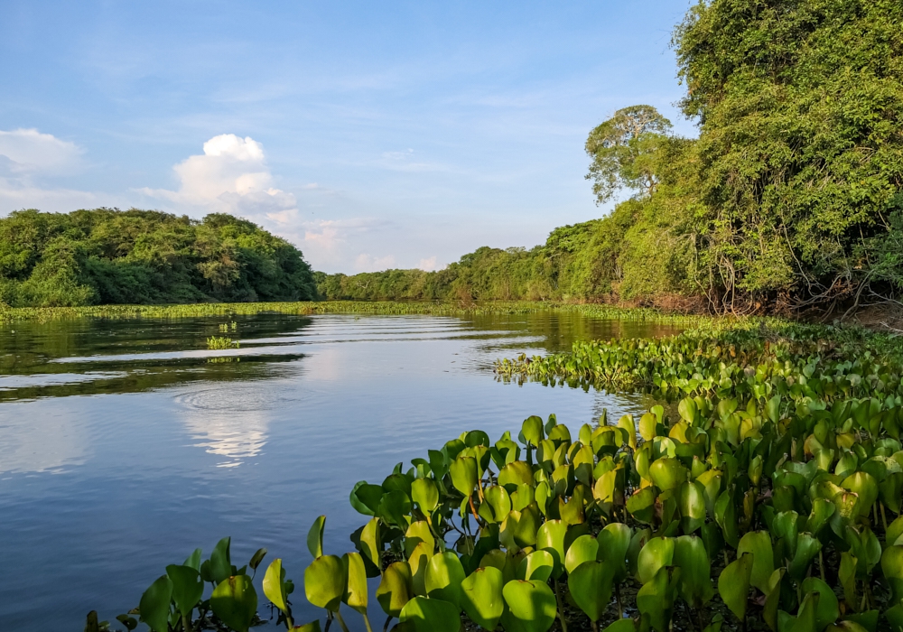 Day 11- Caiman Lodge