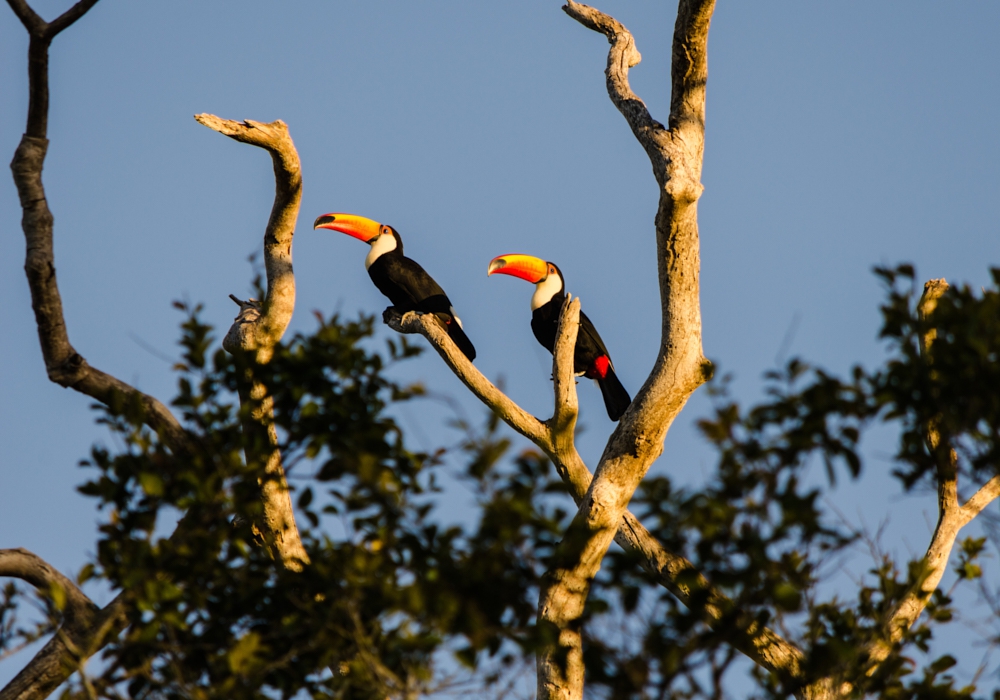 Day 11- Caiman Lodge