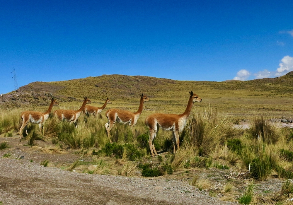 Day 11 - Colca Canyon