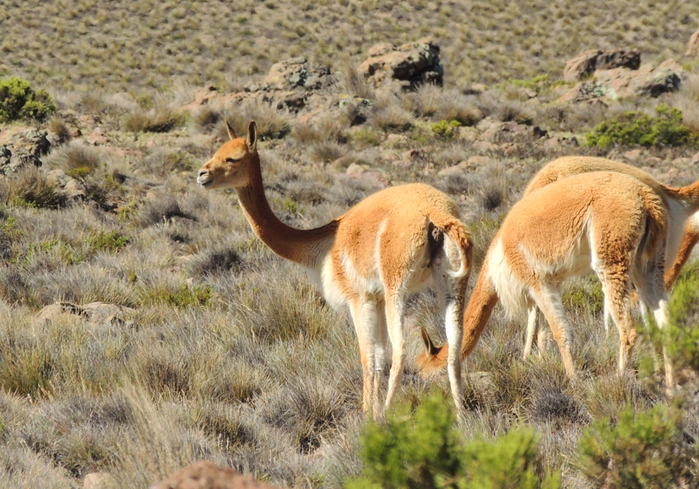 Day 11 - Colca Canyon