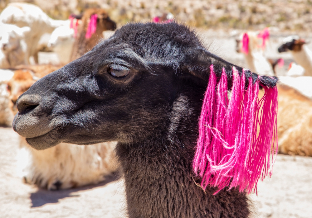 Day 11 - Colca Canyon