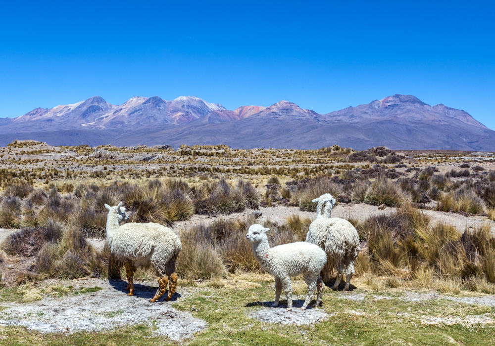 Day 11 - Colca Canyon