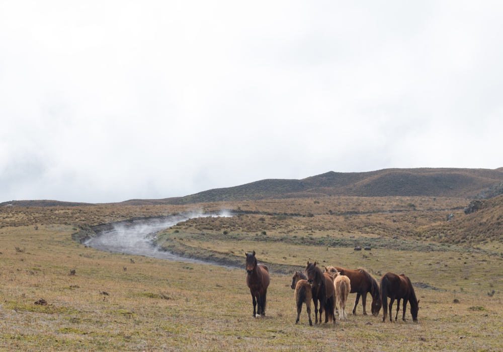 Day 11 - Cotopaxi National Park