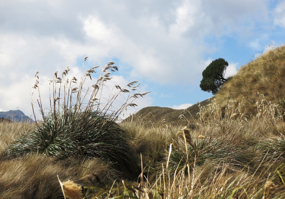 Day 11 - Cotopaxi National Park - Quito