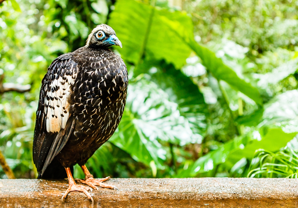 DAY 11 – IGUAZU NATIONAL PARK- Brazilian side