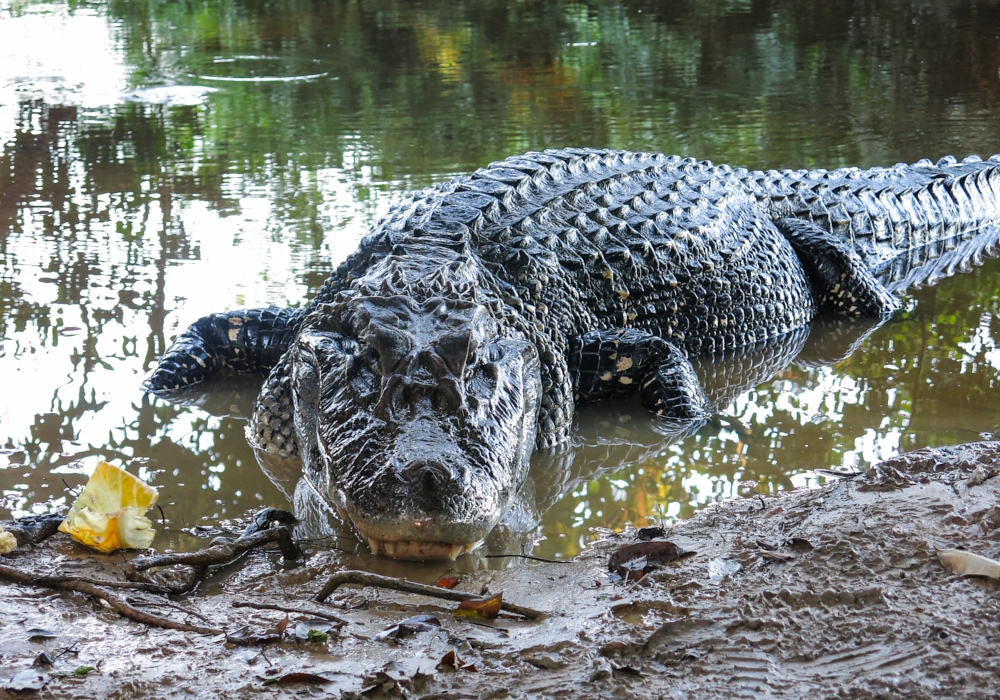 Day 11 - Madidi National Park