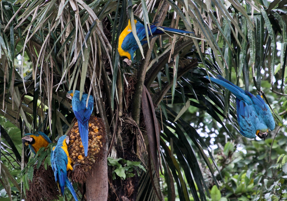 Day 11 - Madidi National Park