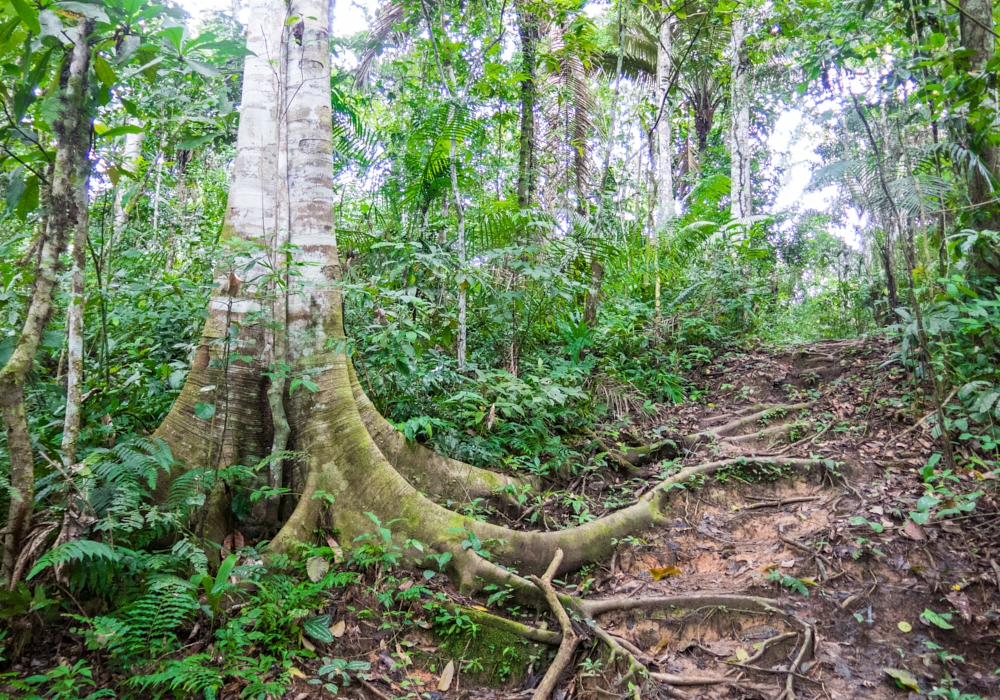 Day 11 - Madidi National Park