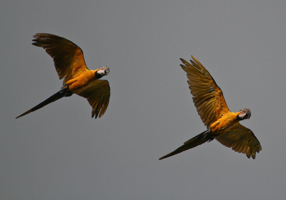 DAY 11 - MADIDI NATIONAL PARK