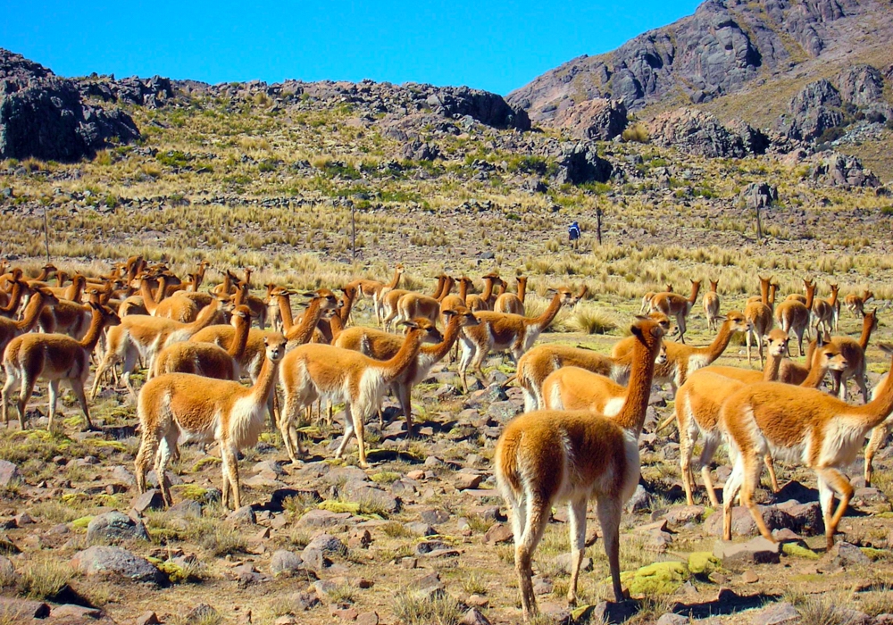 Day 11 - Puno to Colca