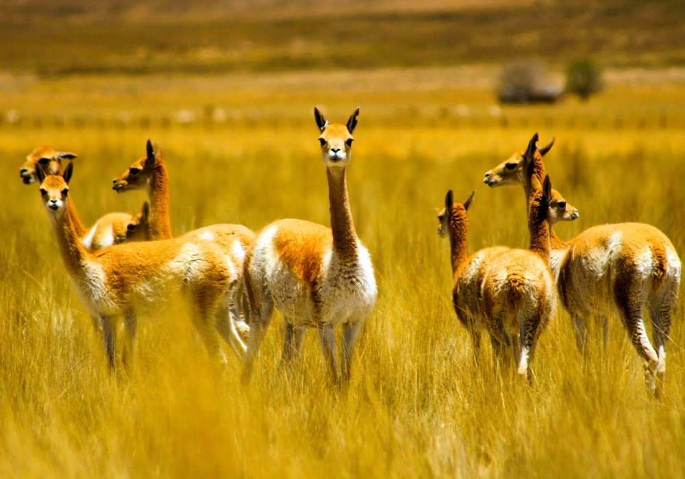 Day 11 - Puno to Colca