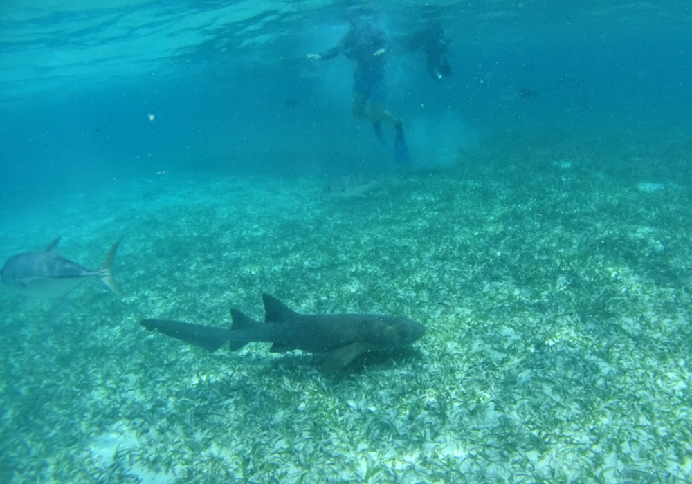 DAY 12 - Ambergris Caye