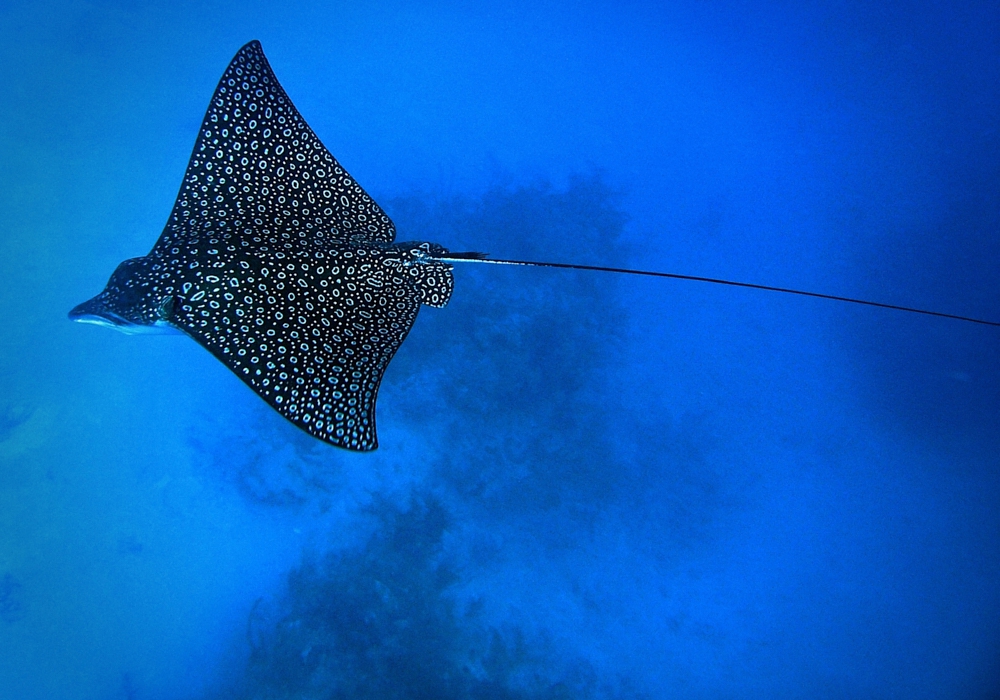 Day 12 - Ambergris Caye