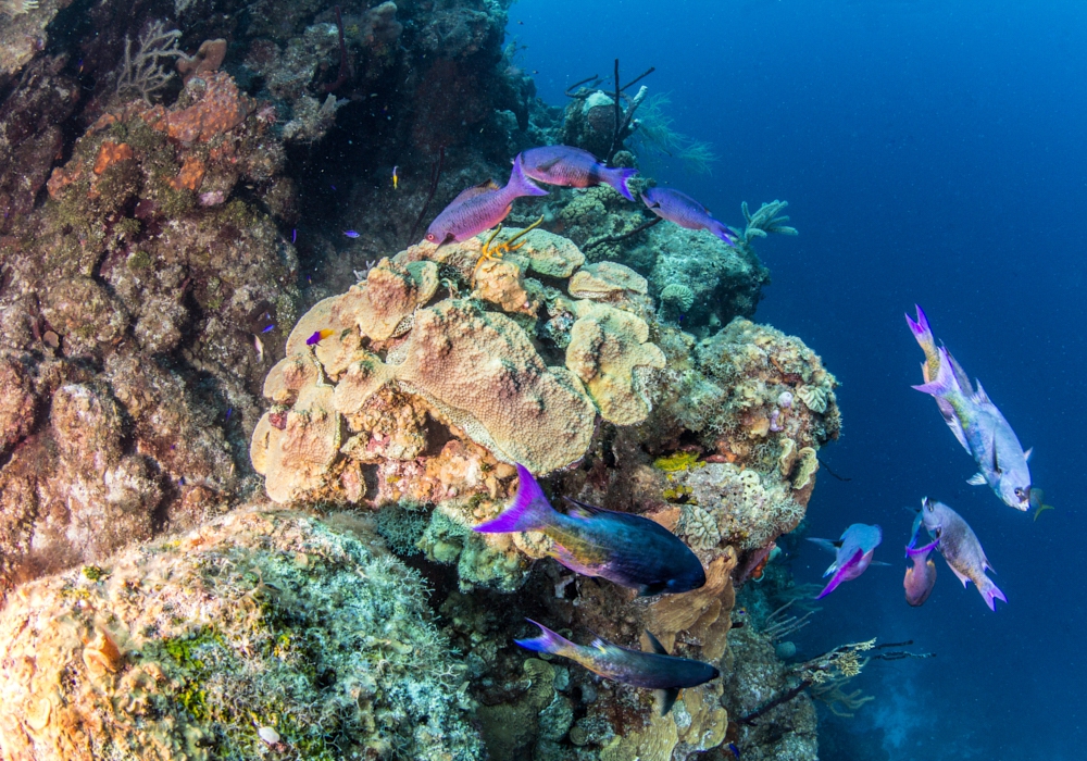 Day 12 - Ambergris Caye