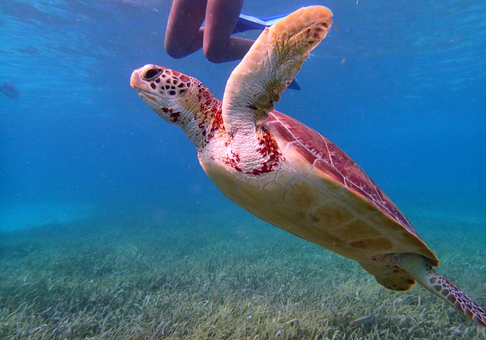 Day 12 - Ambergris Caye