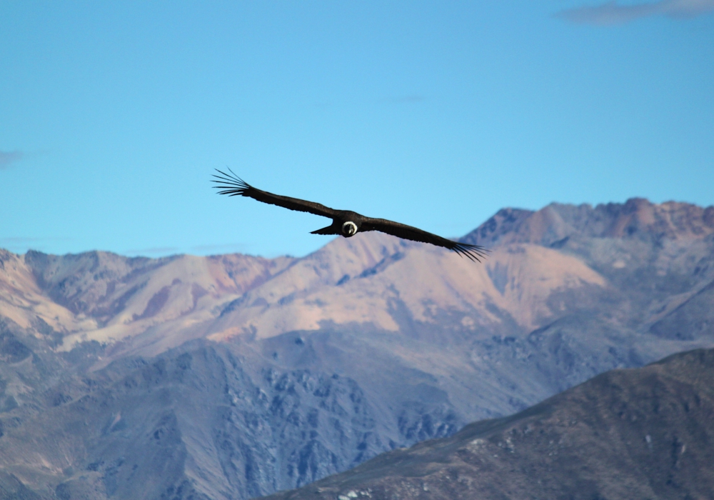 Day 12 - Colca – Arequipa   Time to visit the home of the condor!