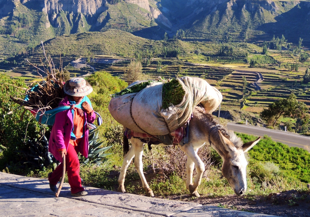 Day 12 - Colca – Arequipa   Time to visit the home of the condor!