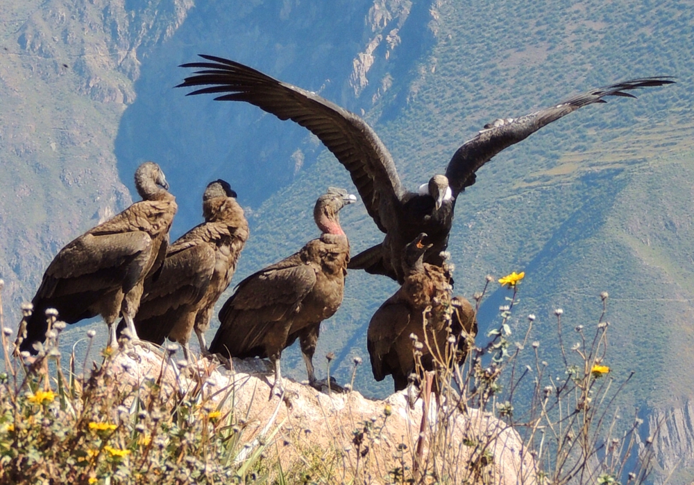 Day 12 - Colca – Arequipa   Time to visit the home of the condor!