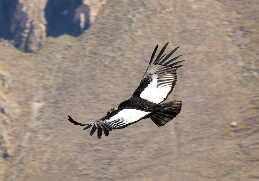 Day 12: Colca – Arequipa   Time to visit the home of the condor!