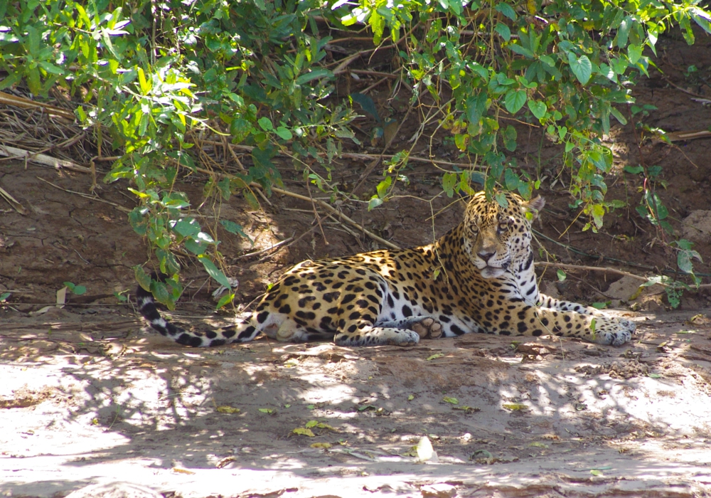 Day 12 - Cusco to Amazon Trip