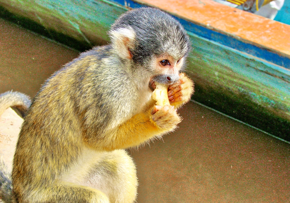 DAY 12 - Rio Yacuma