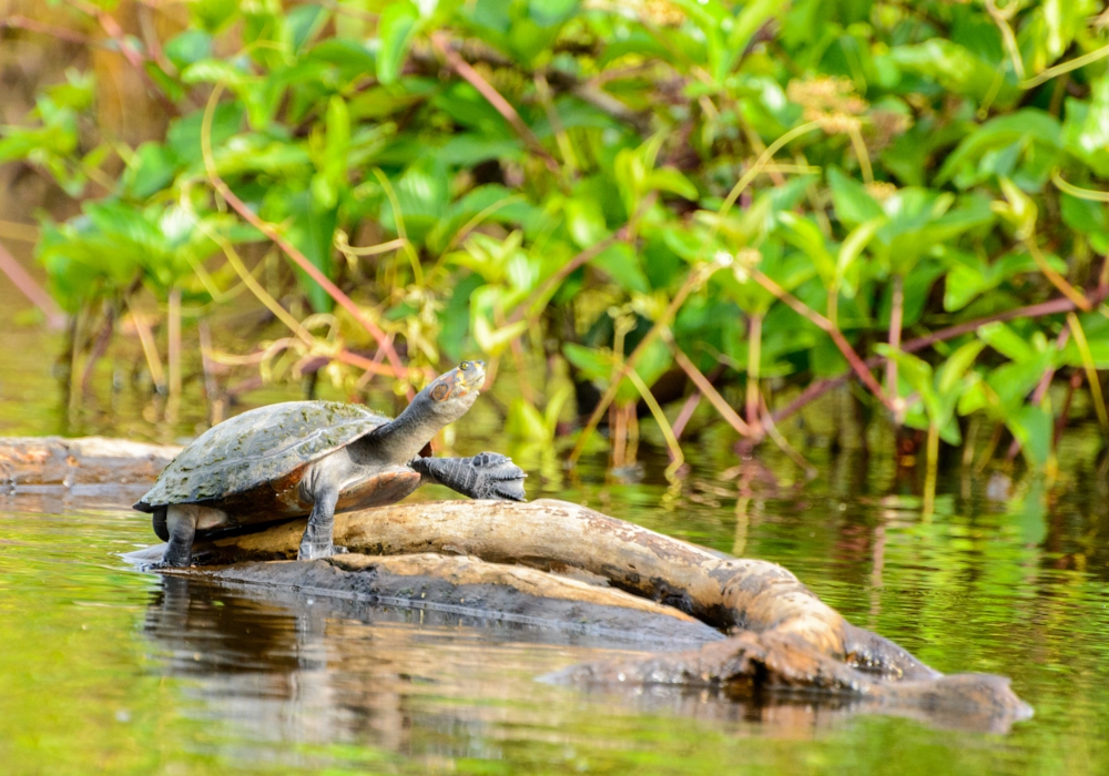 DAY 12 - Rio Yacuma