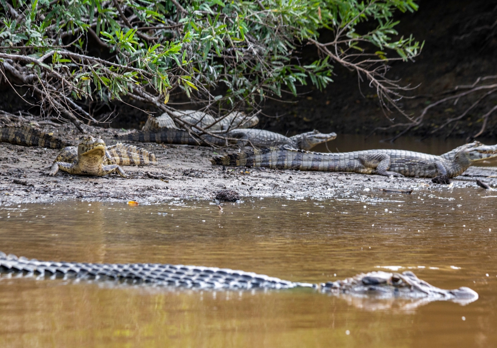 DAY 12 - RIO YACUMA