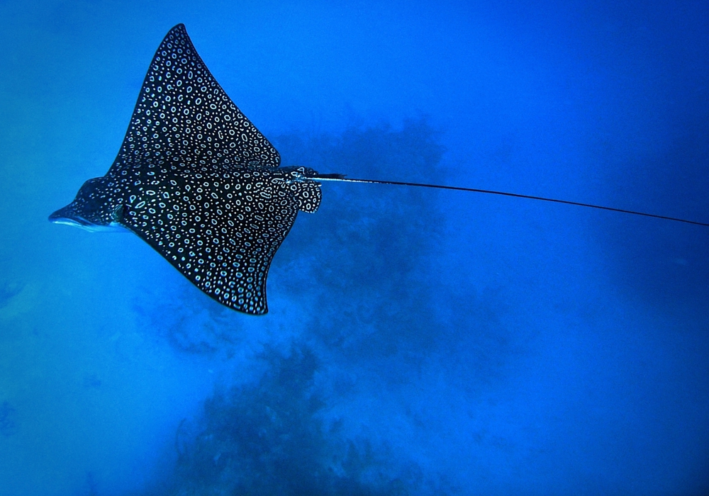 Day 13 - Ambergris Caye