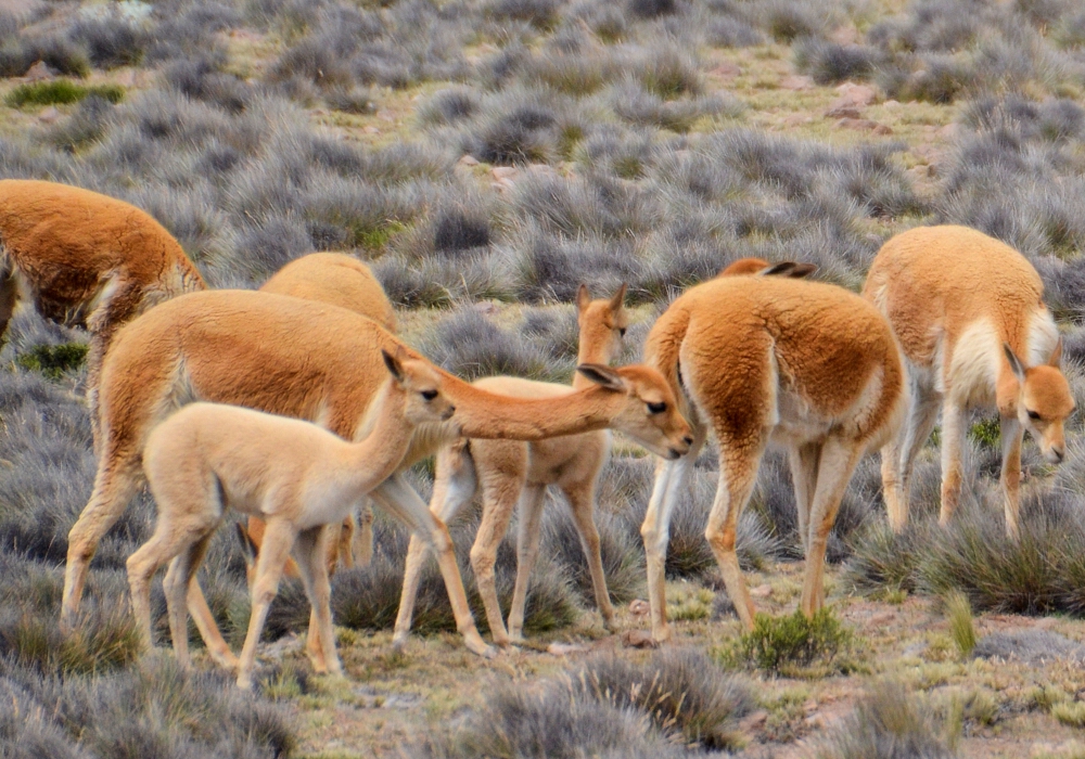 Day 13 - Puno to Colca