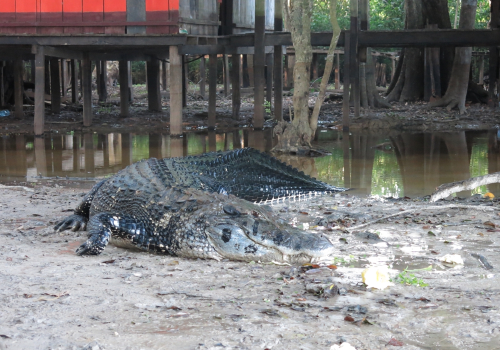 DAY 13.- RIO YACUMA