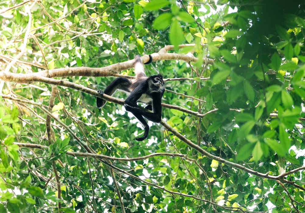 Day 13 - Tikal National Park