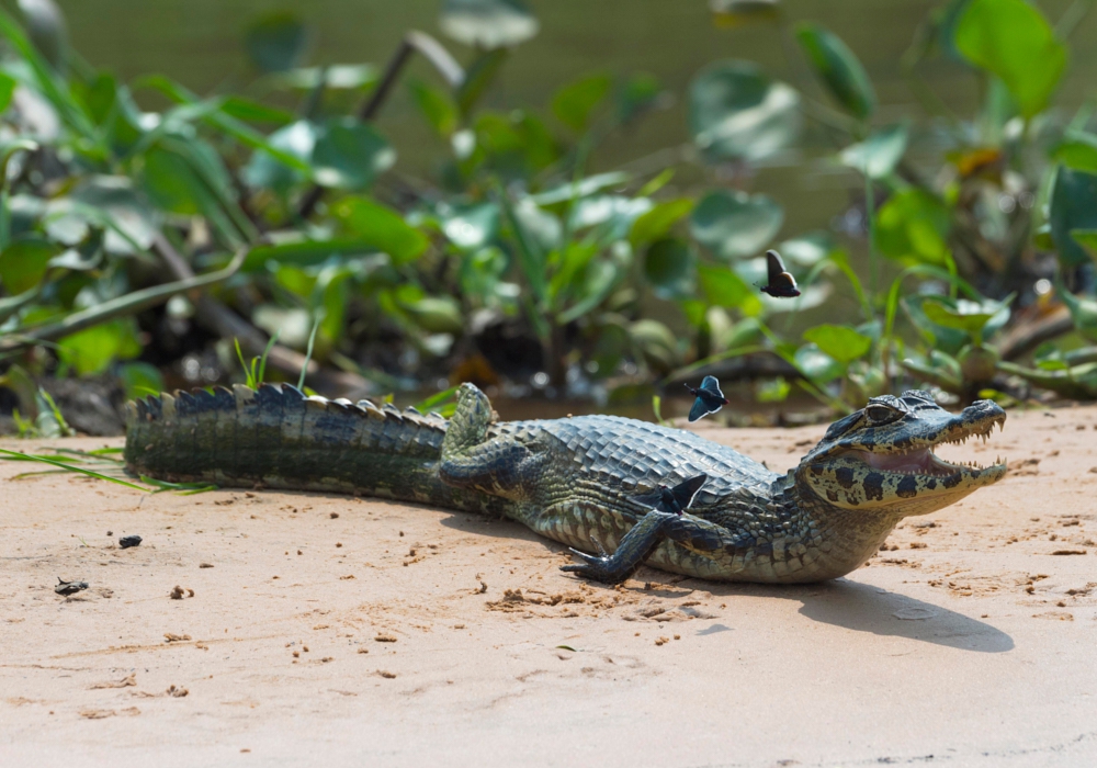 Day 14 – Pantanal