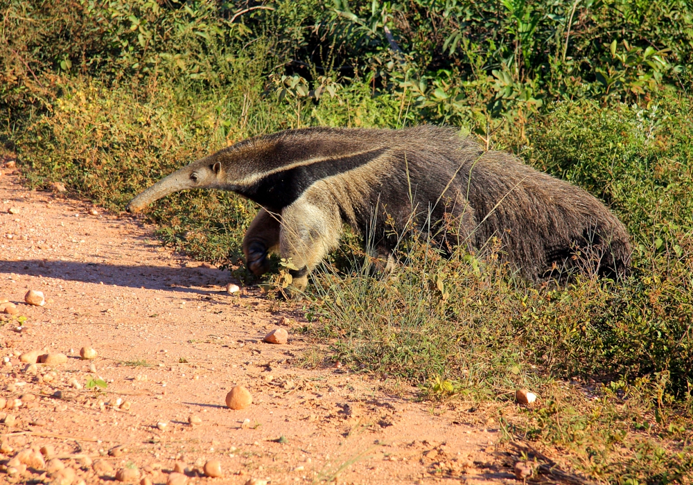 Day 14 – Pantanal