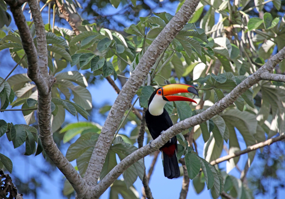 Day 15 - Pantanal