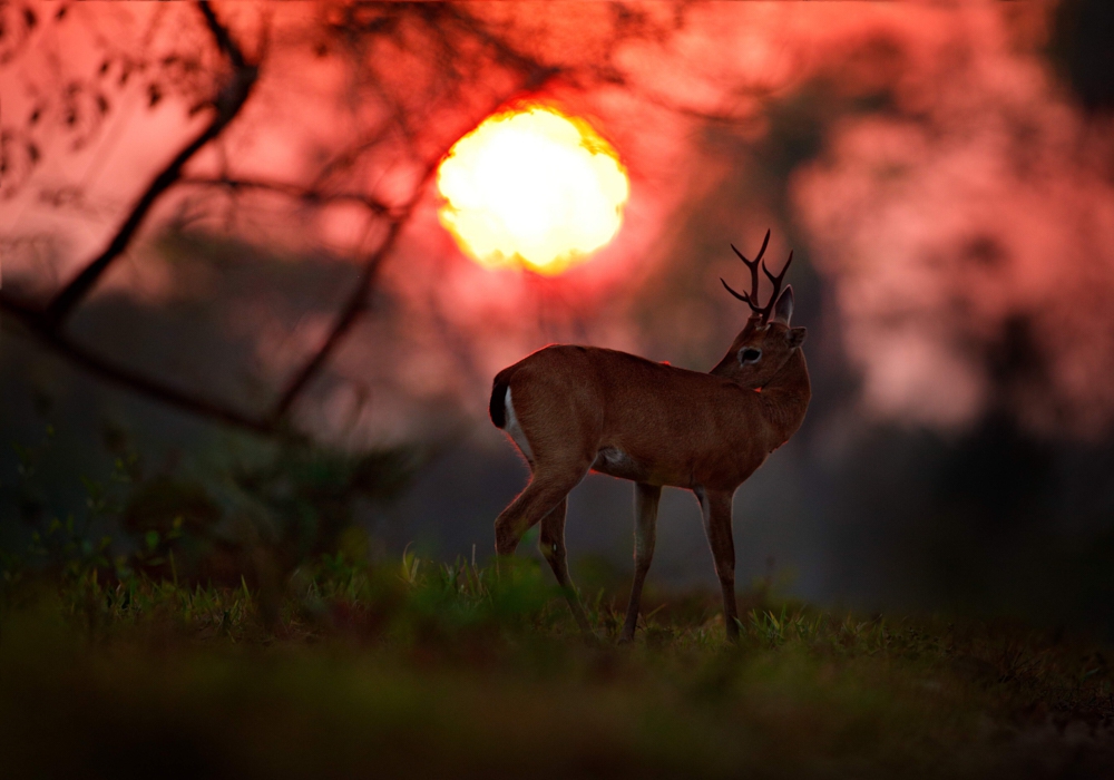 Day 15 - Pantanal