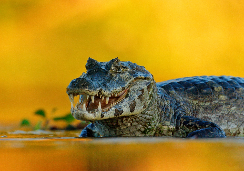 Day 15 - Pantanal