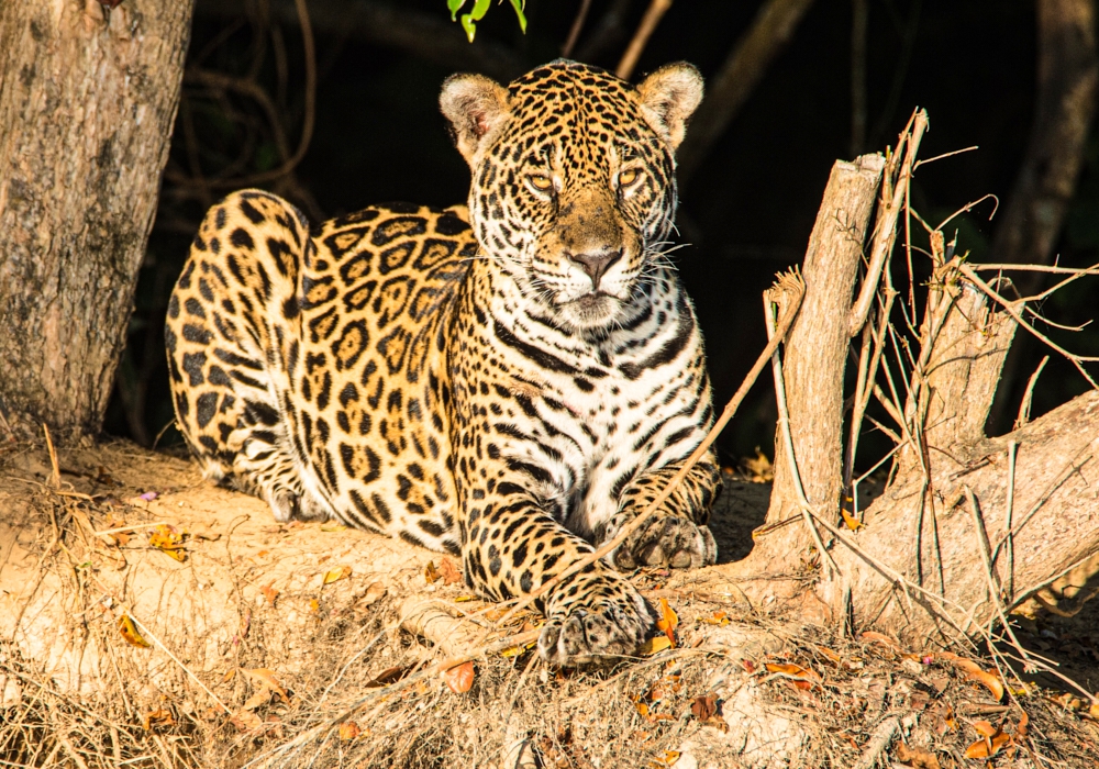 Day 15 - Pantanal