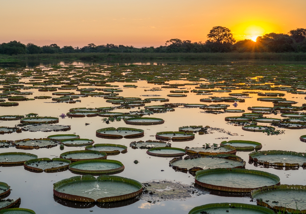 Day 15 - Pantanal