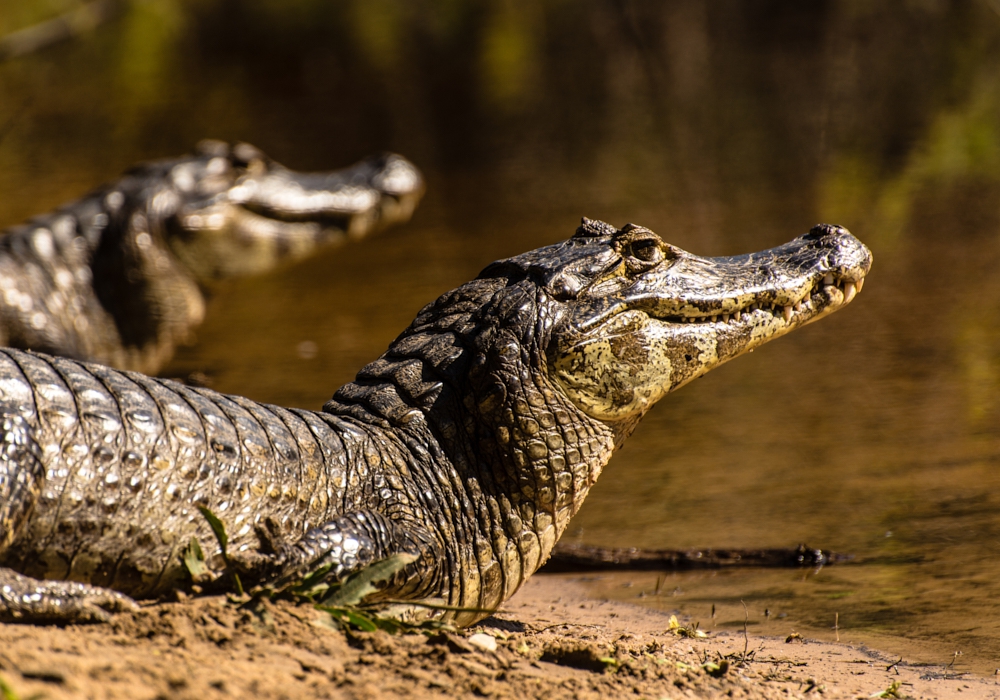 Day 15 - Pantanal