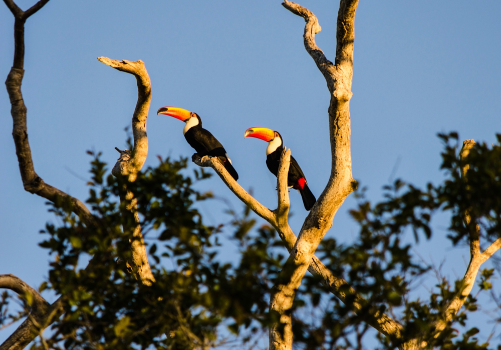 Day 15 - Pantanal