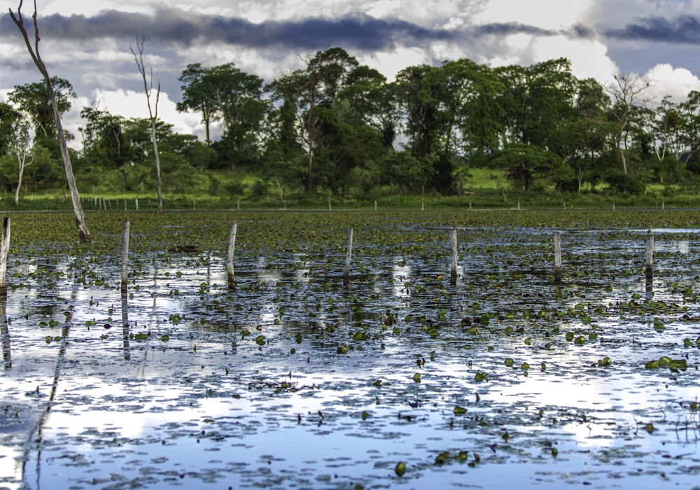 Day 15 - Pantanal