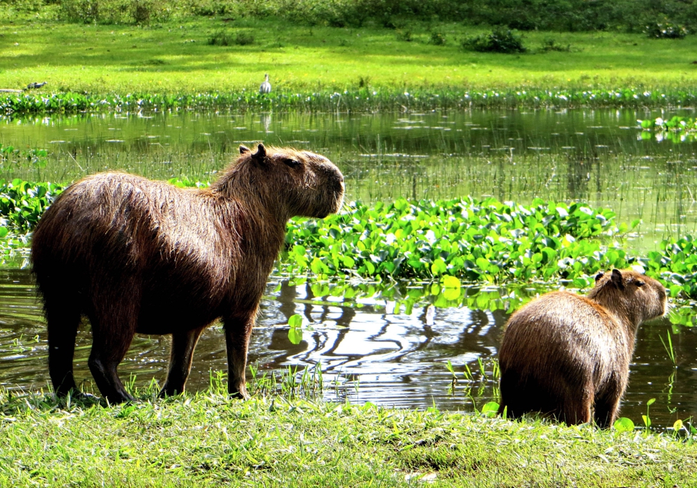 Day 15 - Pantanal